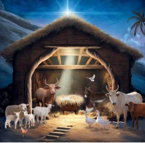 'Stable Animals' 10 Pack Christmas Cards NEW FOR 2024